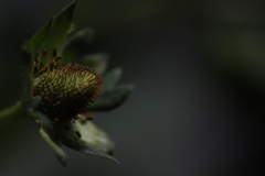 苺の花