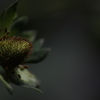 苺の花