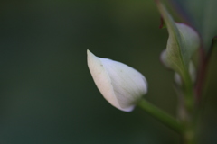 白い花