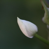 白い花