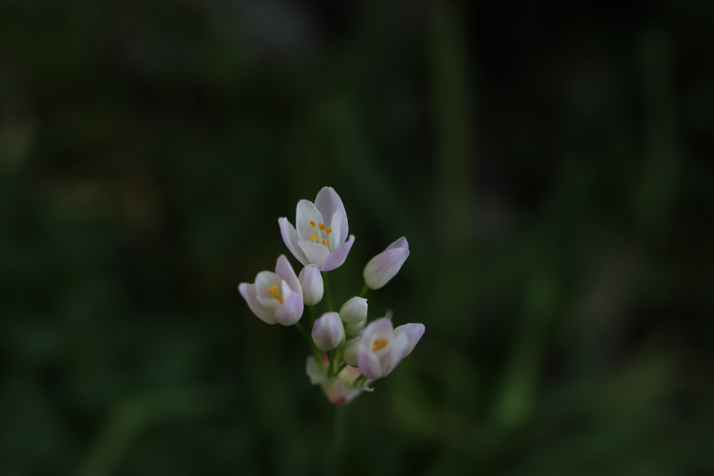 小さな花
