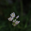 小さな花