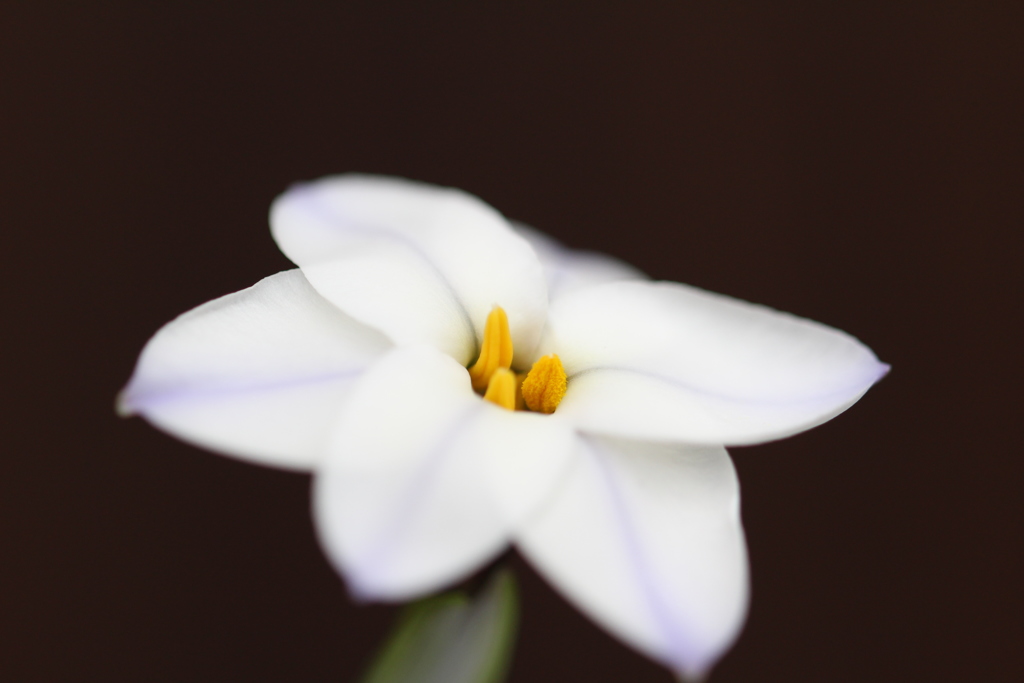 白い花