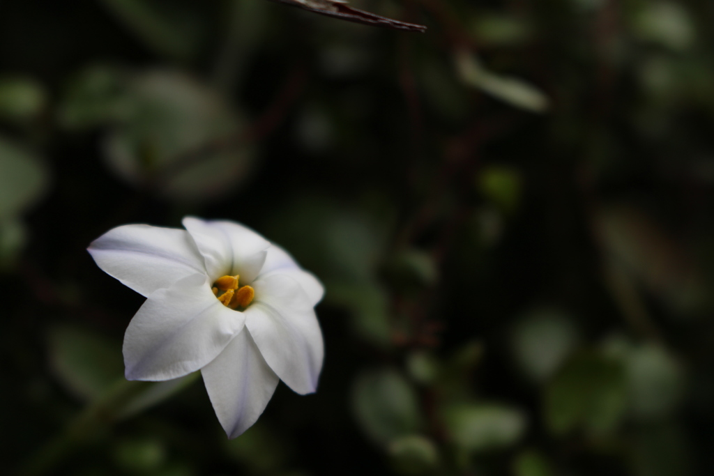 白い花