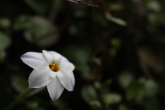 白い花