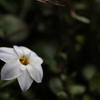 白い花
