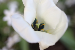 白い花
