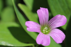 小さな花