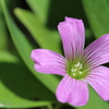 小さな花