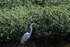 水辺の鳥
