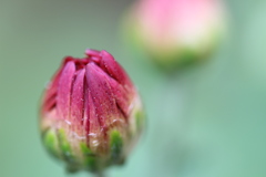 蕾