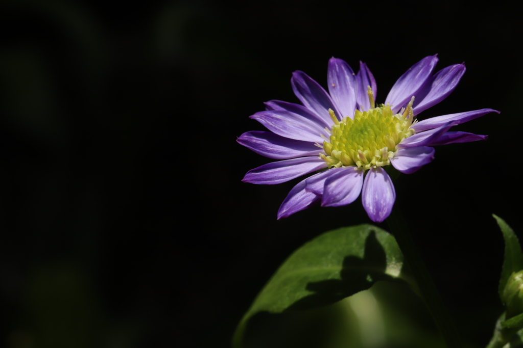 花1