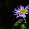 花1