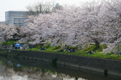 近所の桜