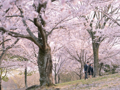 桜と