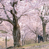 桜と