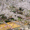 花見の季節