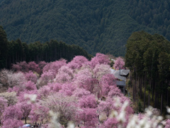 高見の郷③