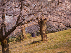 あたたかな桜