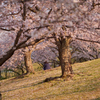 あたたかな桜
