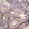 桜色爆弾