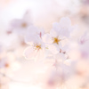 ゆるふわ桜