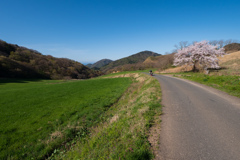 牧場、桜、