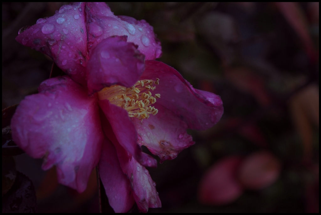 「濡花」