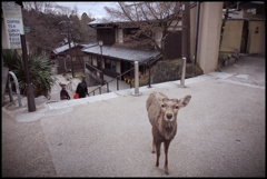 【奈良 郷愁の路】「６」