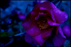 「濡花」２