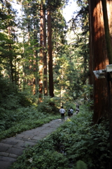 羽黒山の杉