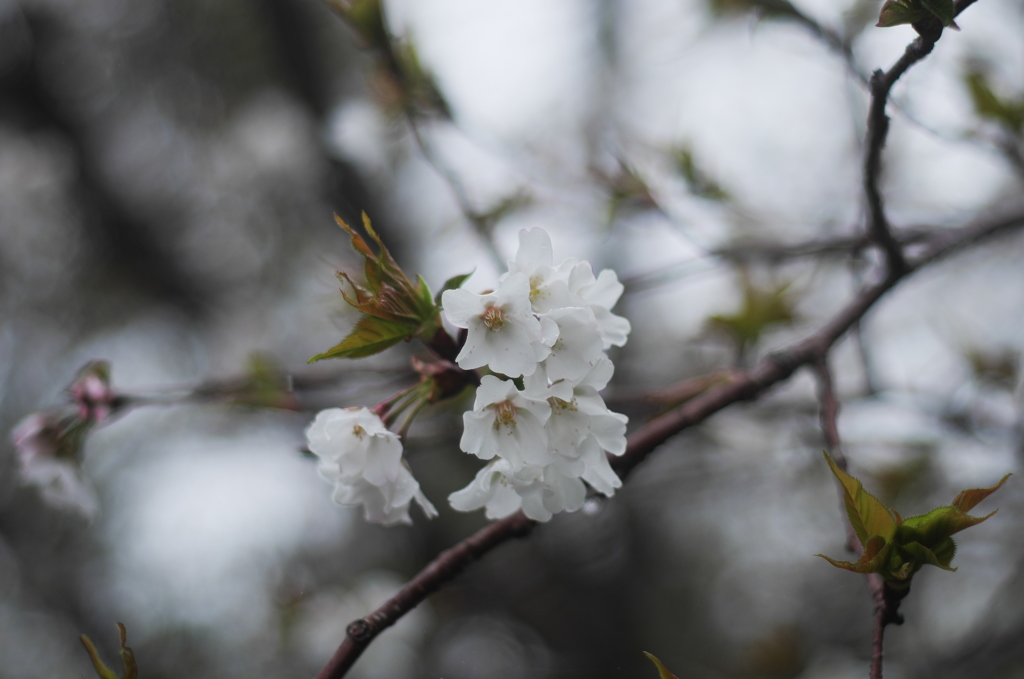 雨の日の桜