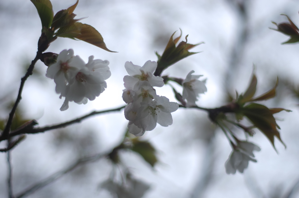 雨の日の桜 #2