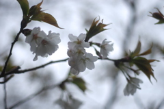 雨の日の桜 #2