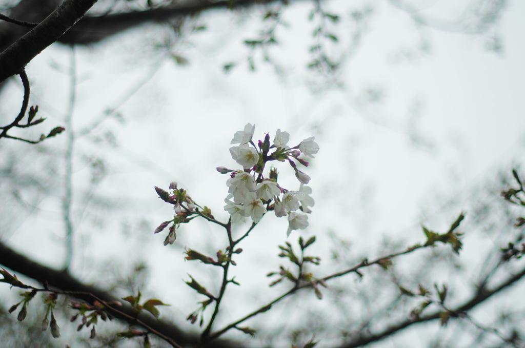 雨の日の桜 #3