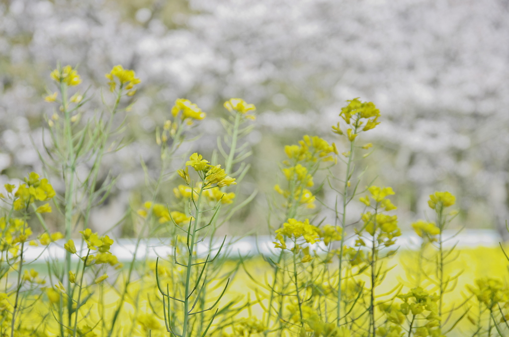 千葉県いすみ市札森 #4
