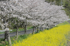 千葉県いすみ市札森 #2