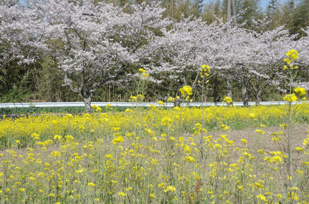 千葉県いすみ市札森 #3