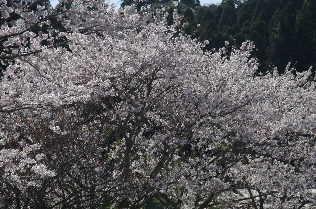 千葉県いすみ市札森 #9