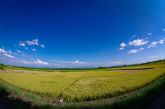 田園地帯