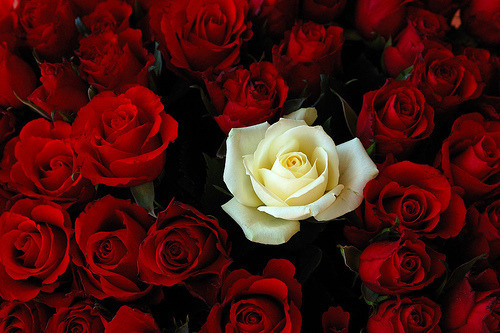 rose