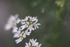 パクチーの花を