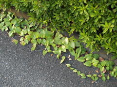 去年の秋の舗道に植物 (2)