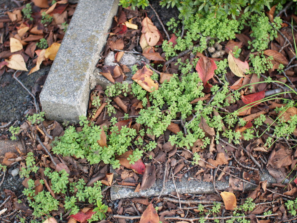 去年の秋の舗道に植物 (3)