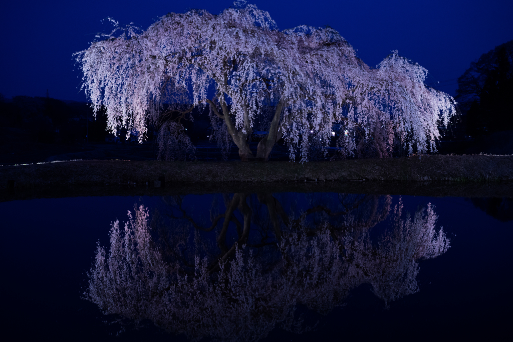 夜桜