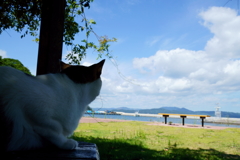 ネコ島で