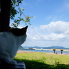 ネコ島で