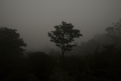 濃霧