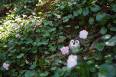 フクロウと花