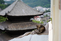 屋根上の猫